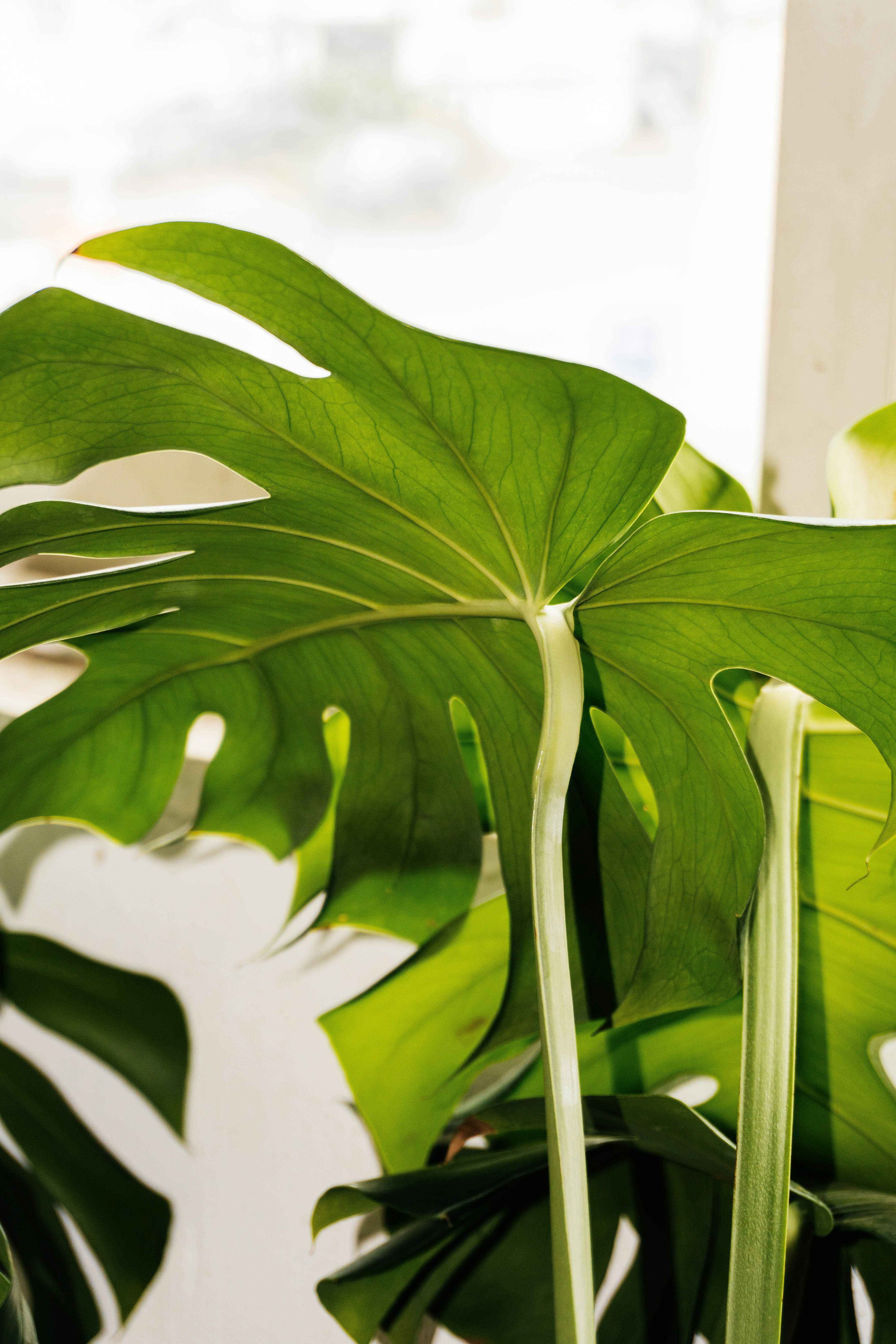 Photo by jonathecreator