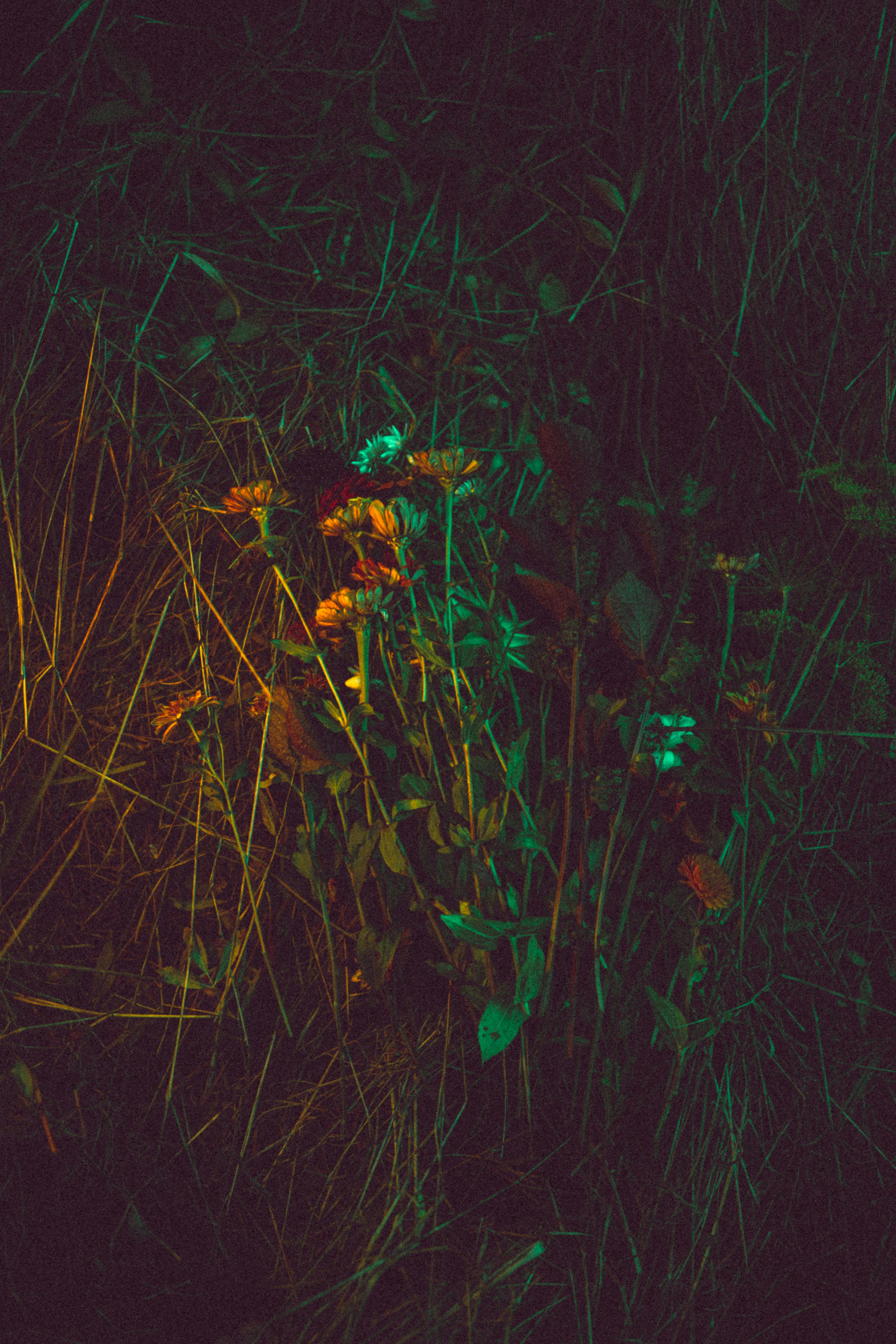 a bunch of flowers that are in the grass