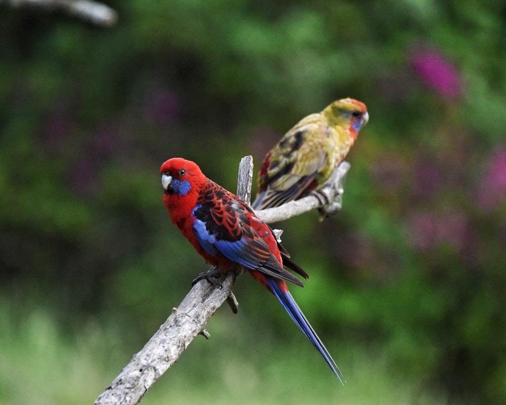 a couple of birds sitting on top of a tree branch