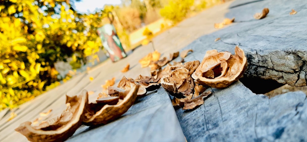 a close up of a piece of wood with leaves on it