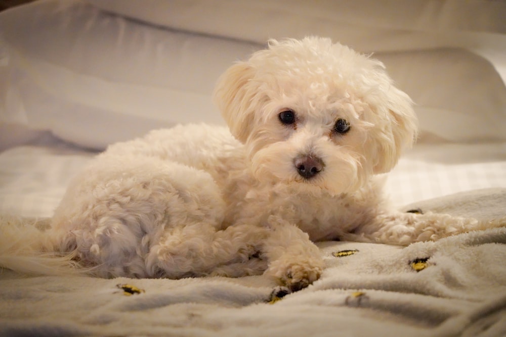 un piccolo cane bianco sdraiato su un letto