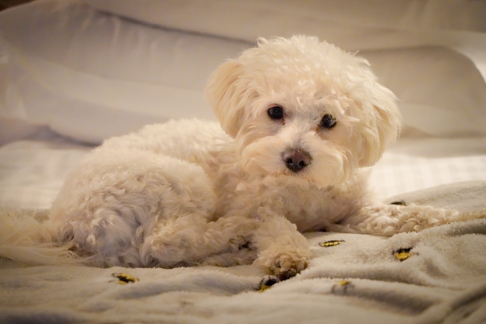 um pequeno cão branco deitado em uma cama