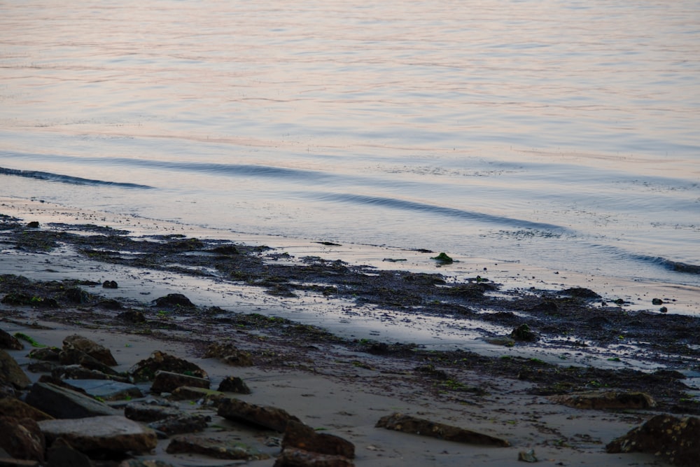 a bird standing on a beach next to the ocean