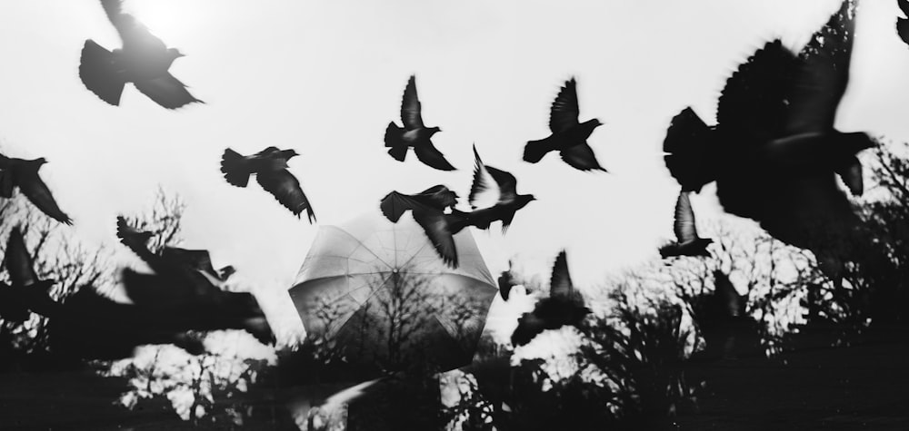 a flock of birds flying around a umbrella