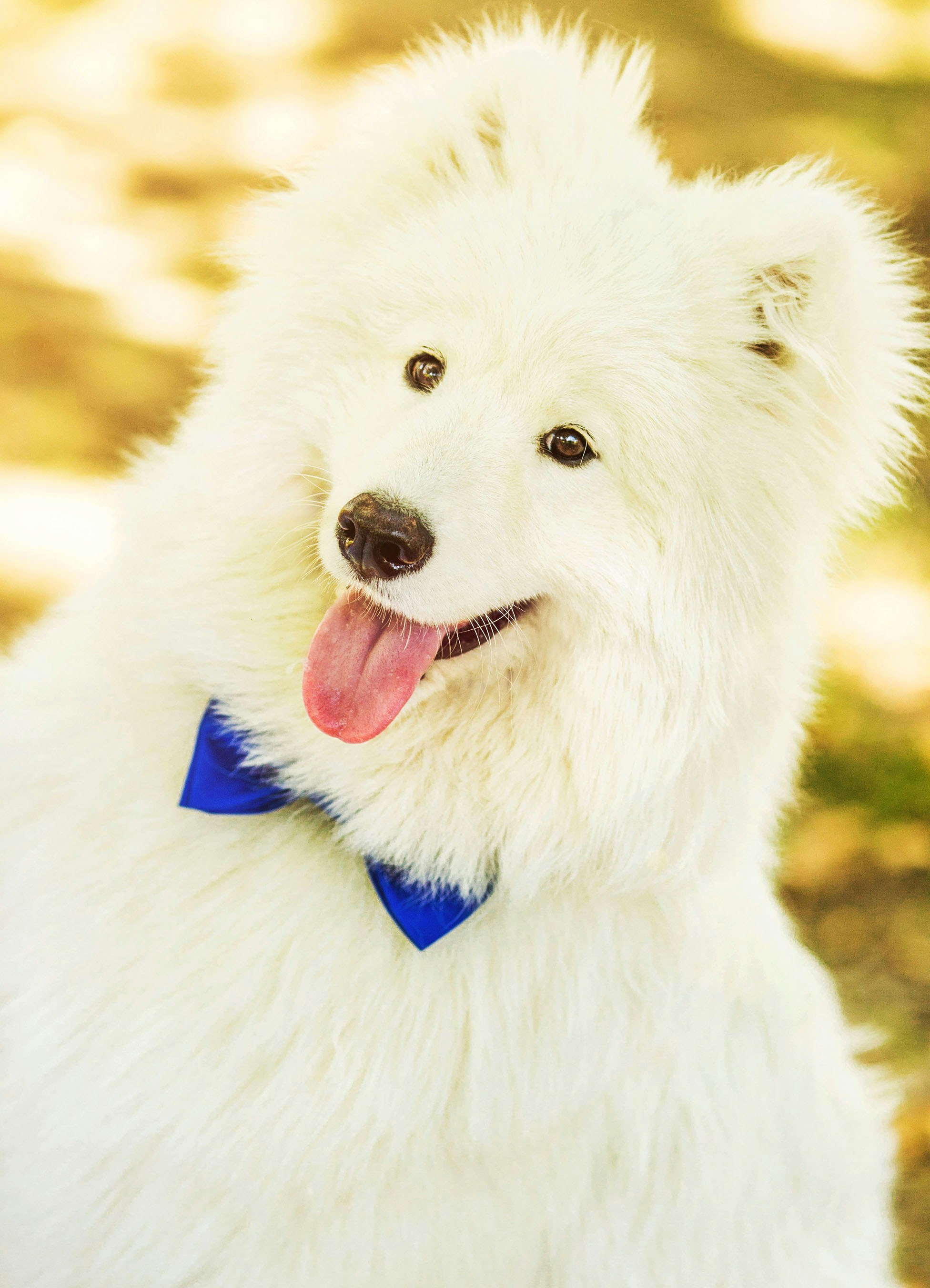 a white dog with a blue bow tie