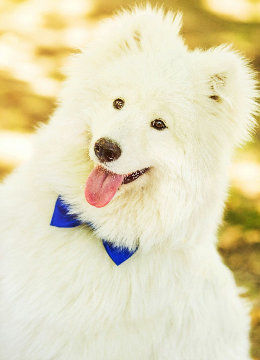 a white dog with a blue bow tie