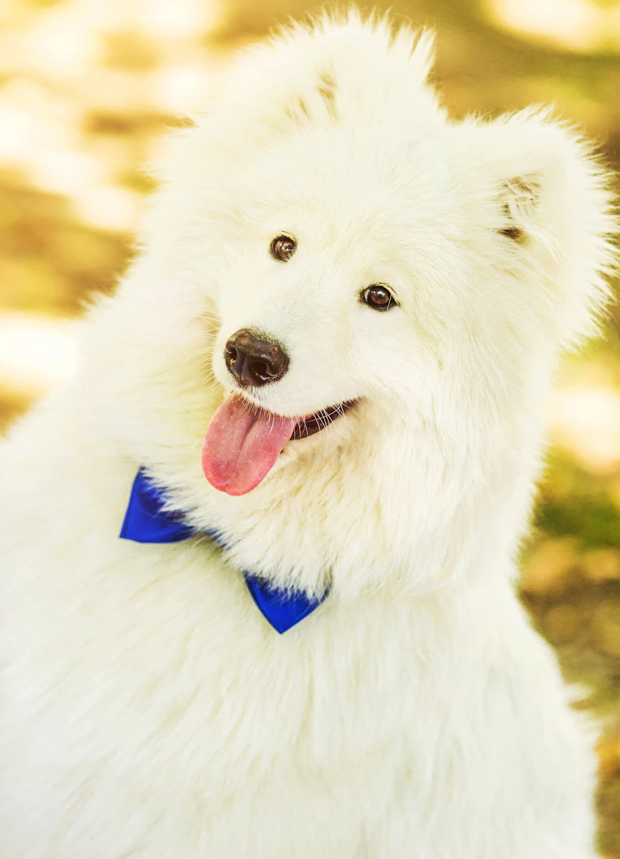 White dog dressed for a special occasion in a blue bow tie