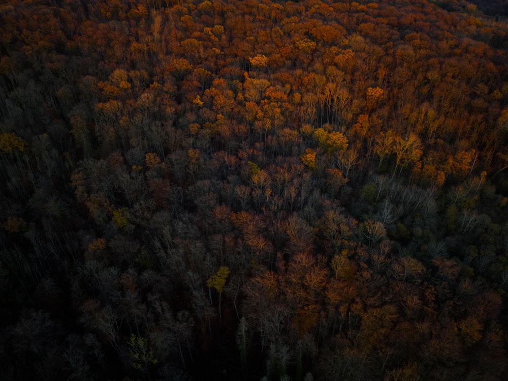 an aerial view of a forest in the fall