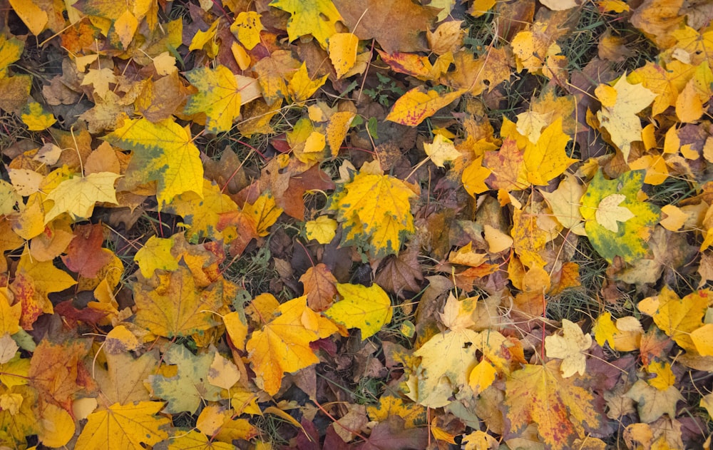 a bunch of leaves that are laying on the ground