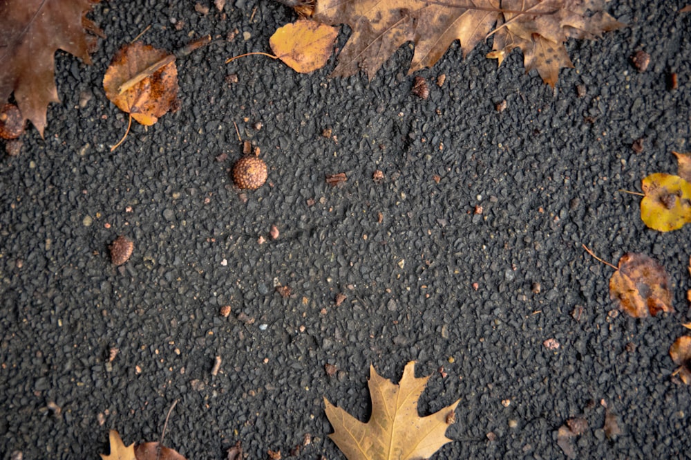 a close up of leaves on the ground