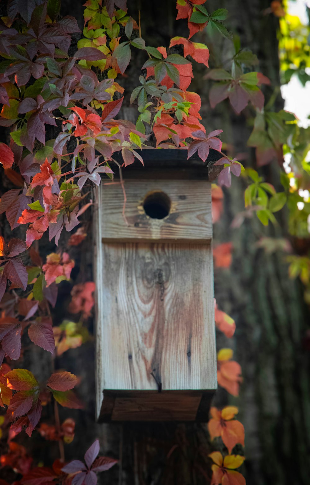 a wooden birdhouse hanging from a tree