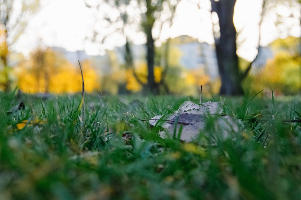 a rock sitting on top of a lush green field