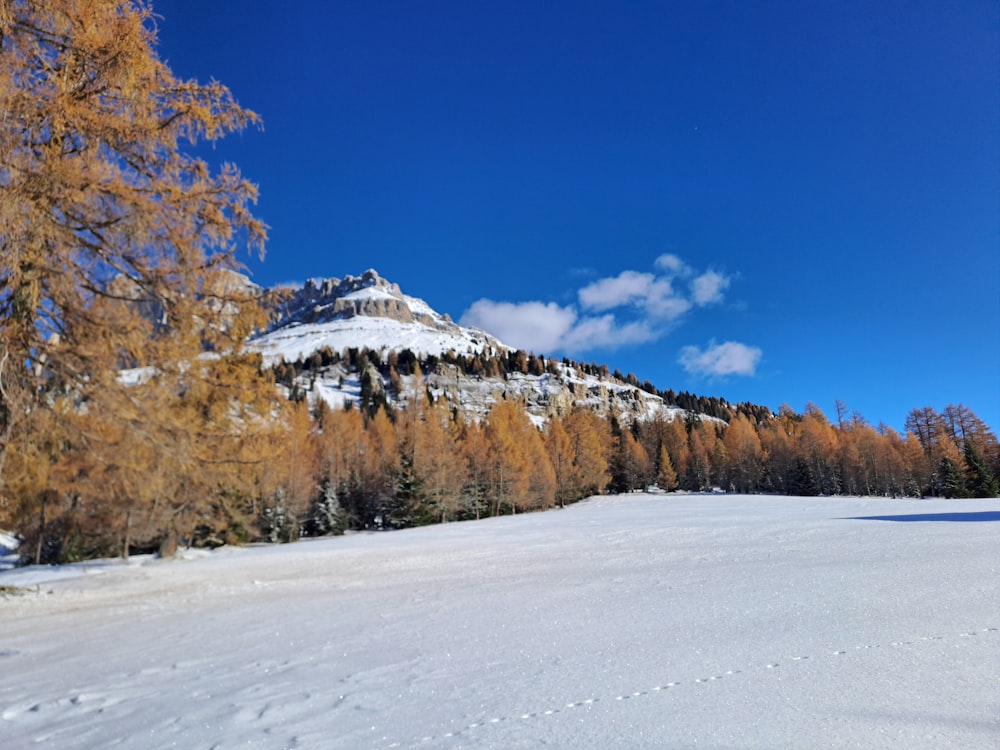 a snow covered field with trees and a mountain in the background