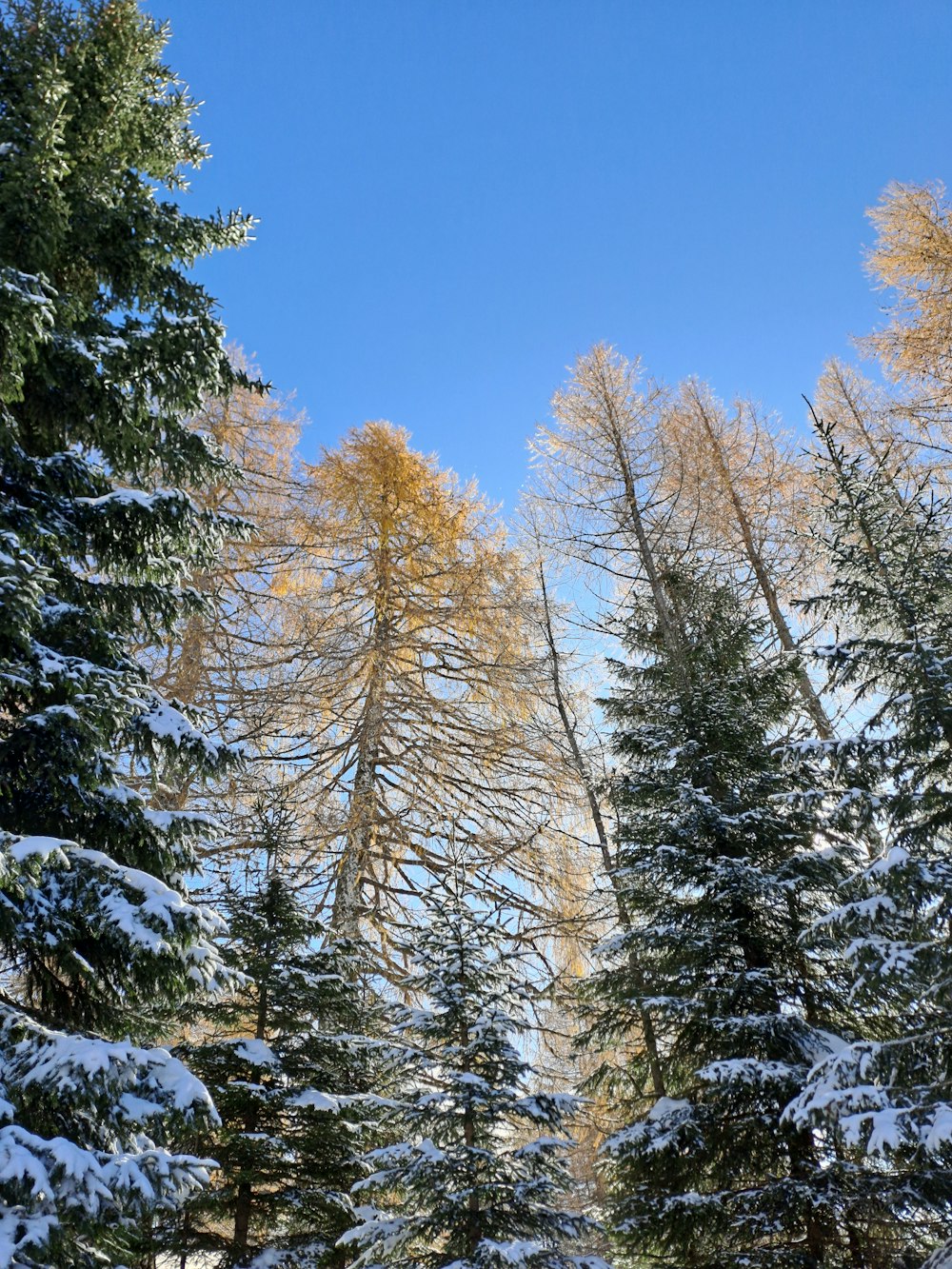 a group of pine trees covered in snow