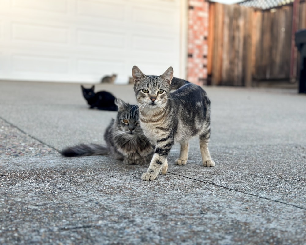a couple of cats that are standing in the street