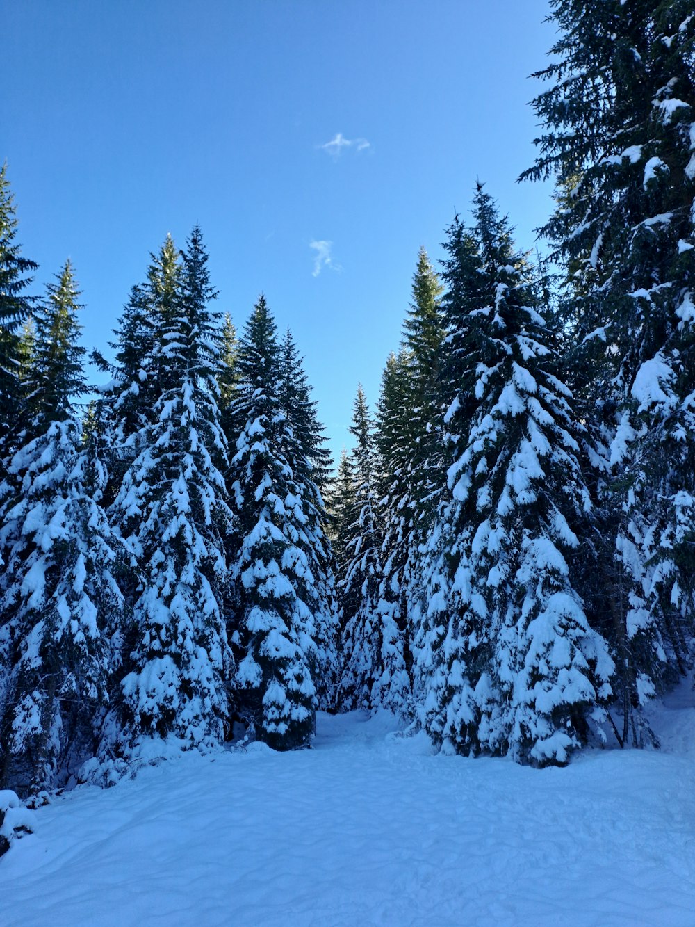 a snow covered forest filled with lots of trees