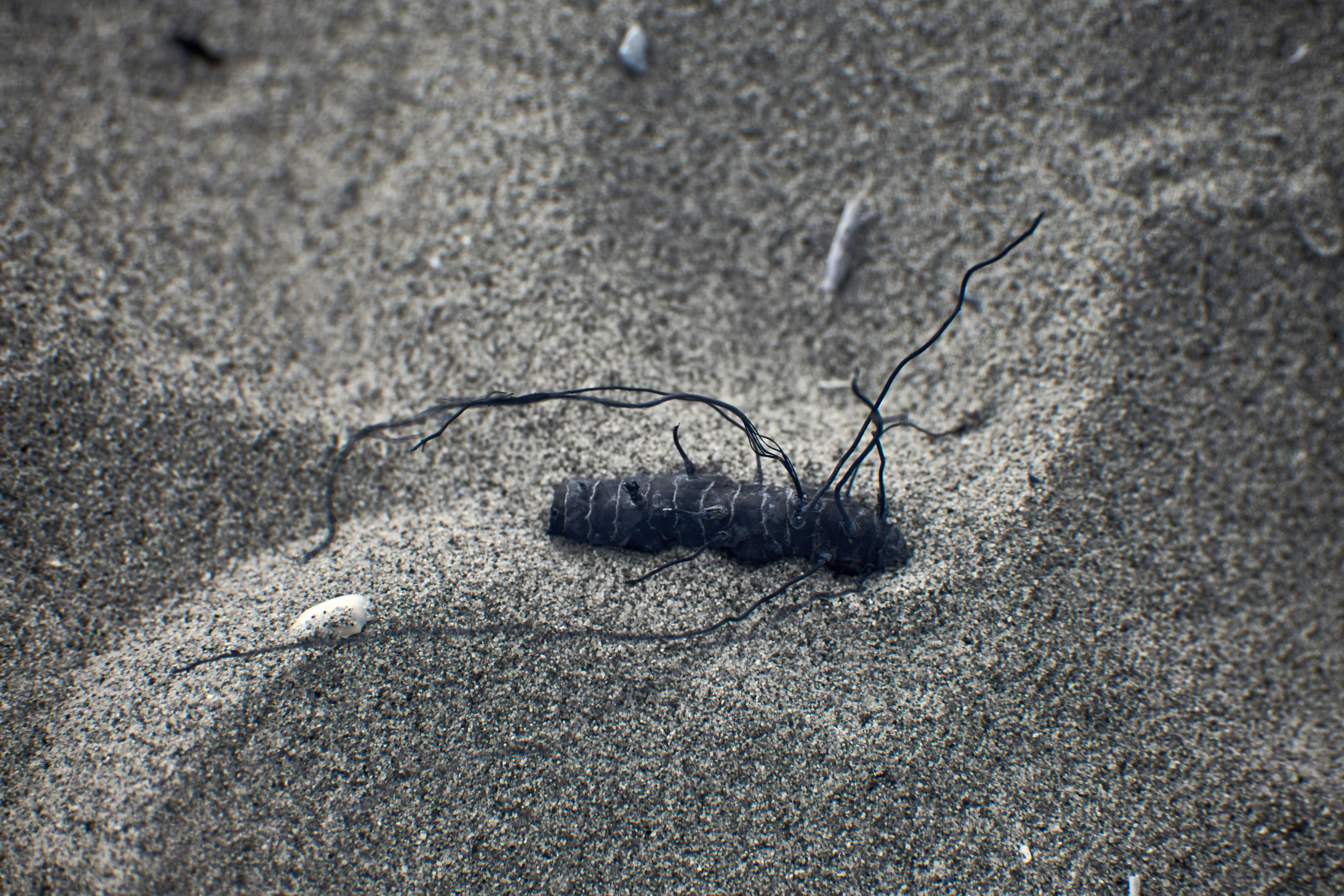 Photo by wolfgang_hasselmann