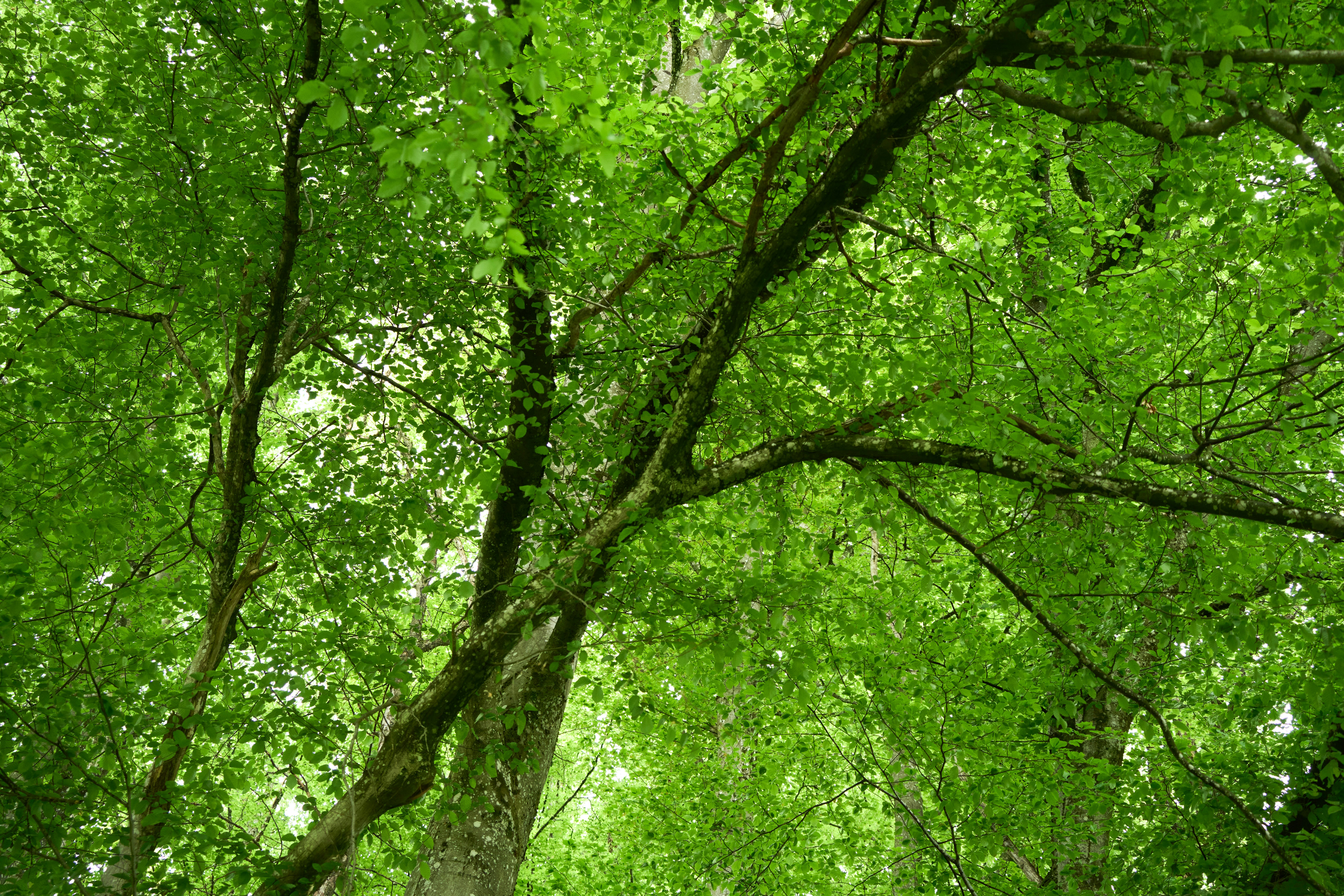 Photo by wolfgang_hasselmann