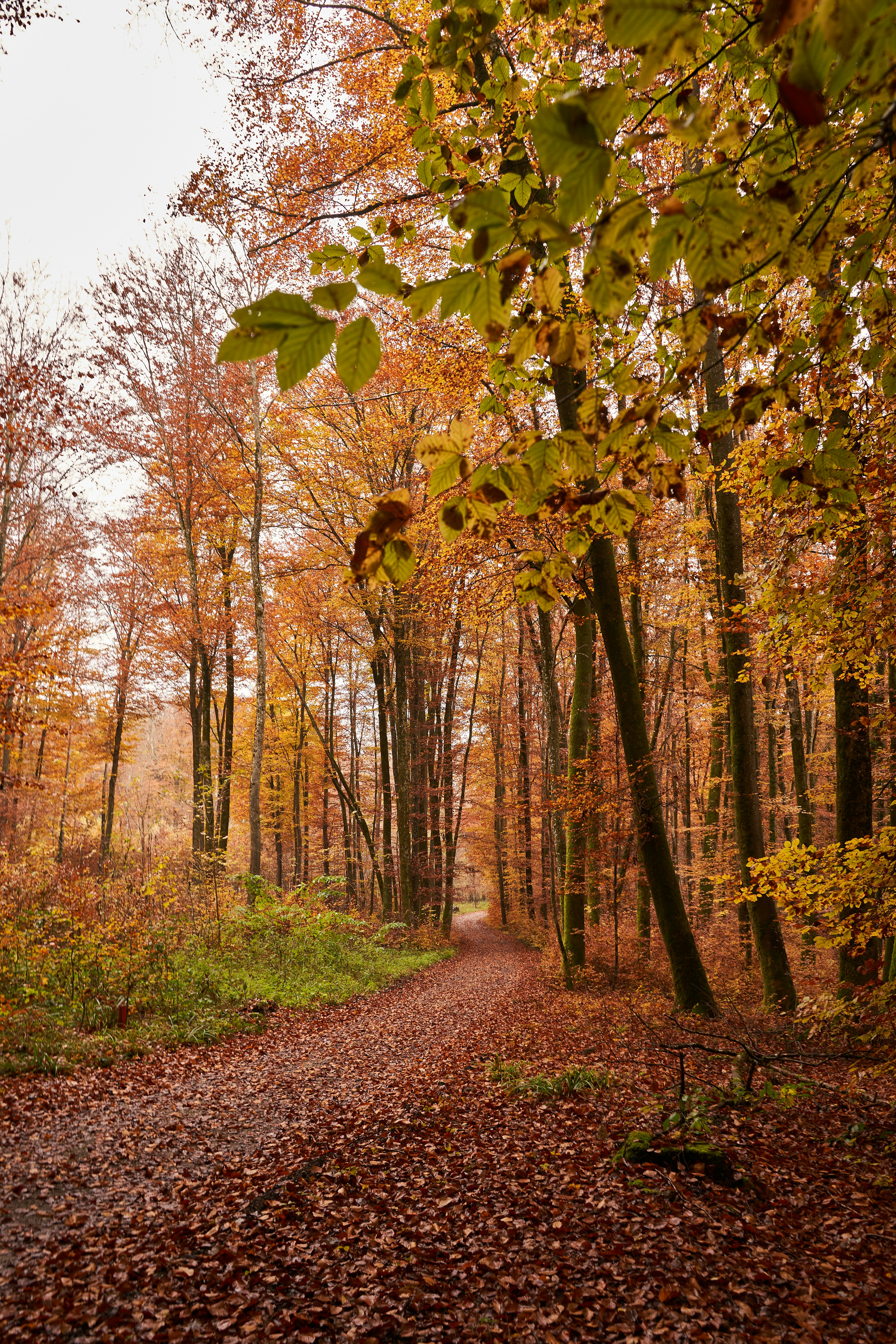 Photo by wolfgang_hasselmann