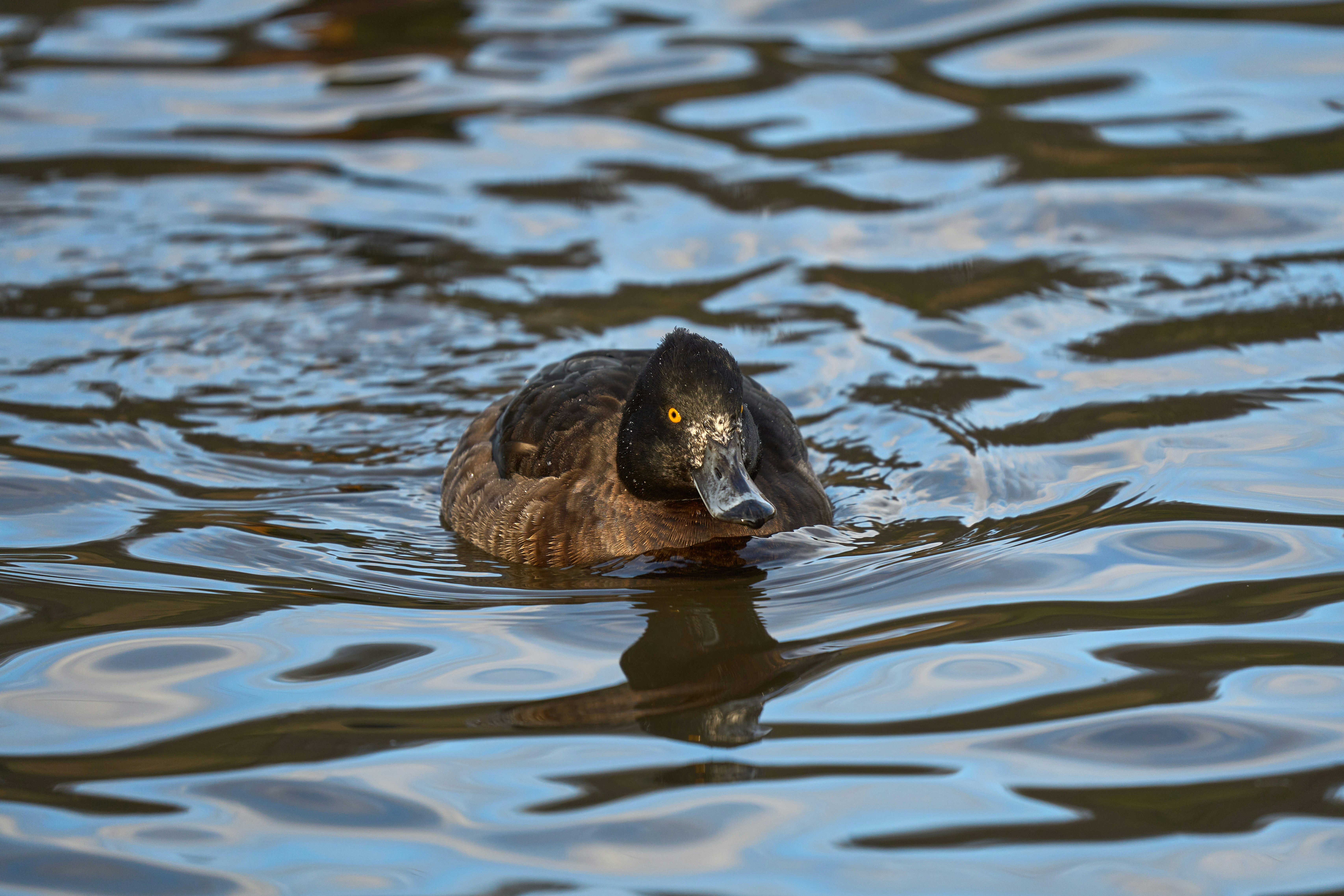 Photo by wolfgang_hasselmann