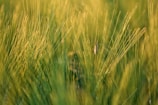 Tall, green grass fills the scene, sharply focused in the foreground with a blurred background. A small mosquito, centered on a blade of grass, captures attention with delicate wings and slender legs.