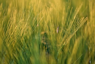 Tall, green grass fills the scene, sharply focused in the foreground with a blurred background. A small mosquito, centered on a blade of grass, captures attention with delicate wings and slender legs.