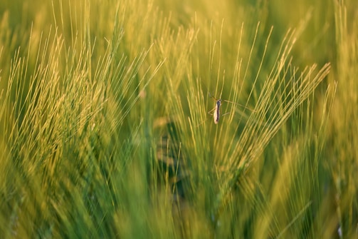 Tall, green grass fills the scene, sharply focused in the foreground with a blurred background. A small mosquito, centered on a blade of grass, captures attention with delicate wings and slender legs.
