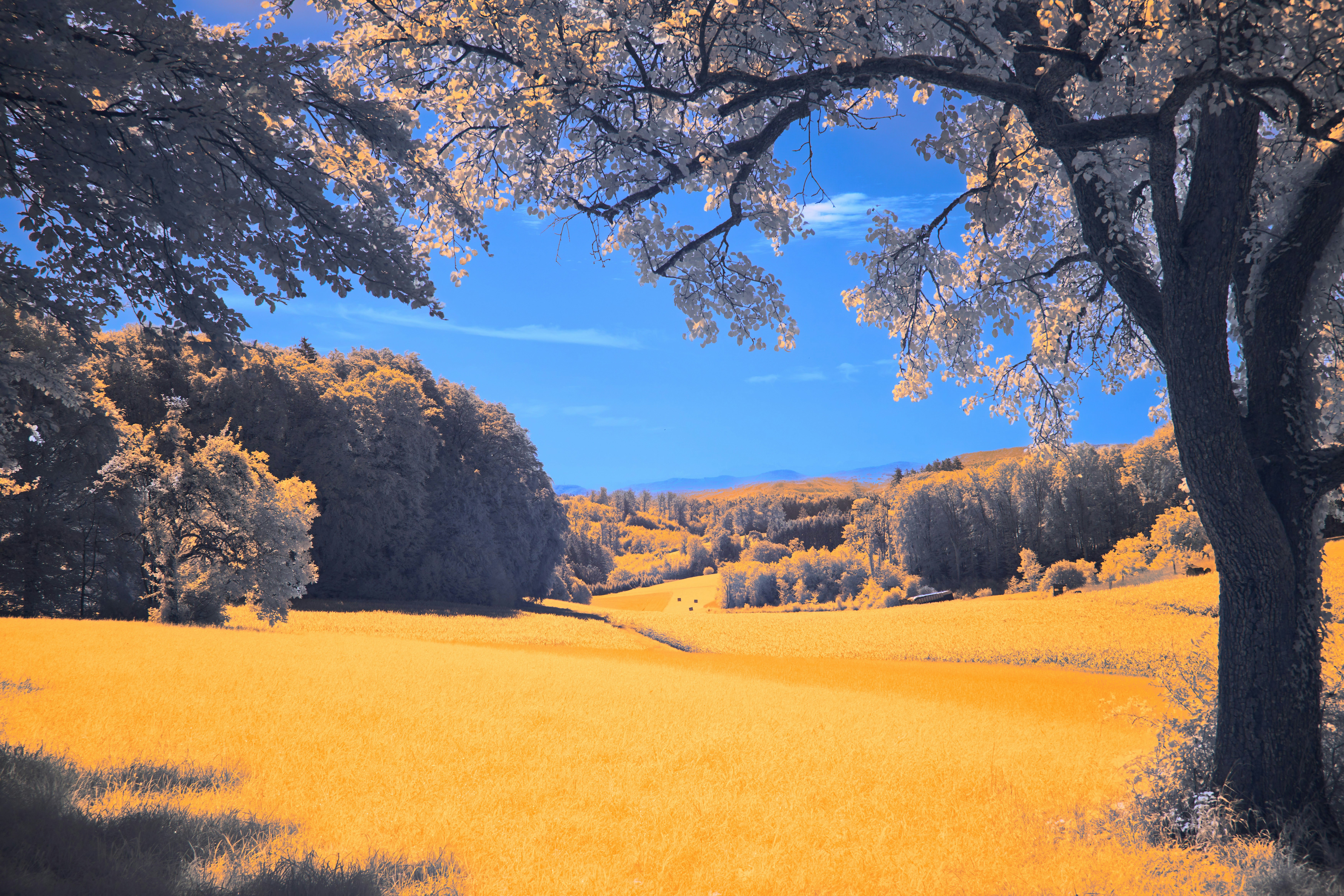 Photo by wolfgang_hasselmann
