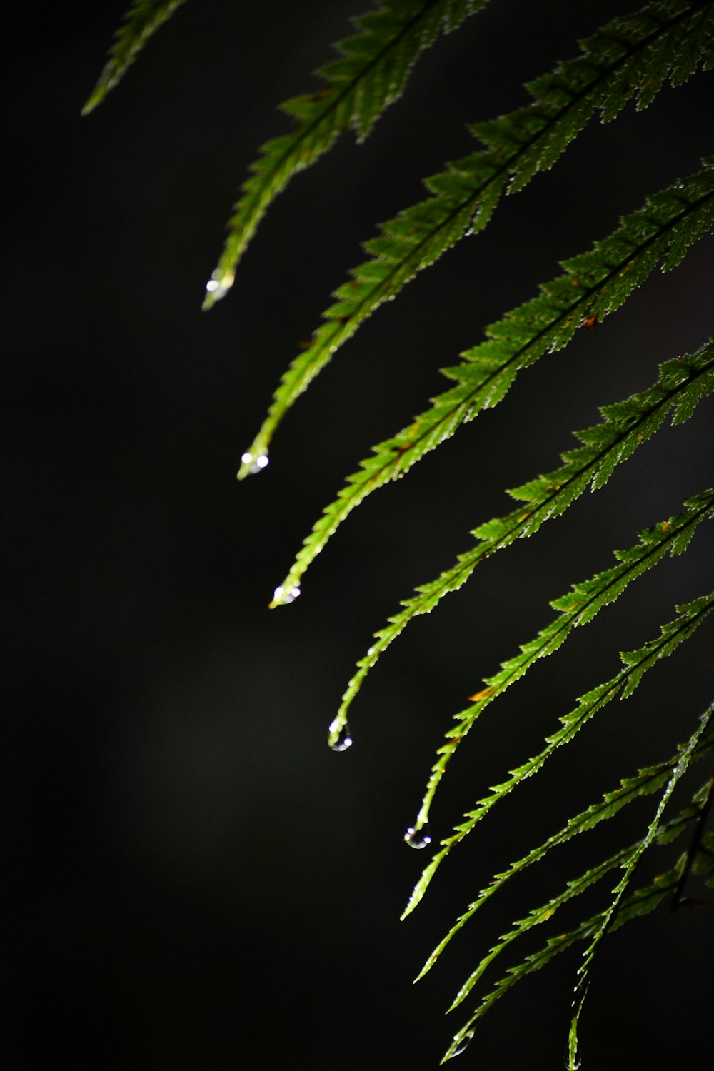 a green plant with drops of water on it