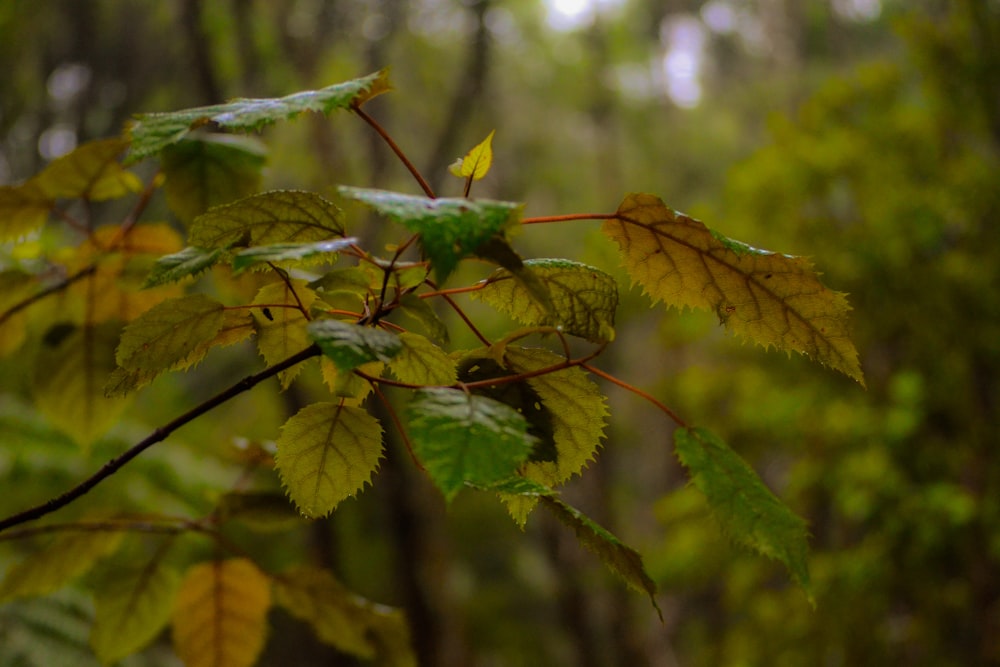 a close up of a leafy tree in a forest