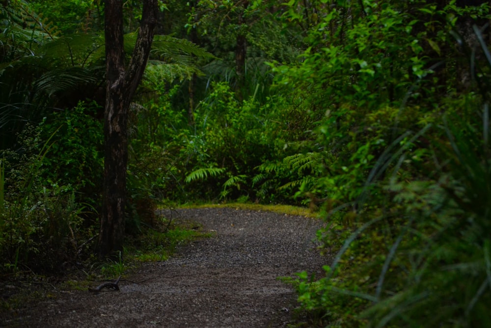 a path in the middle of a lush green forest