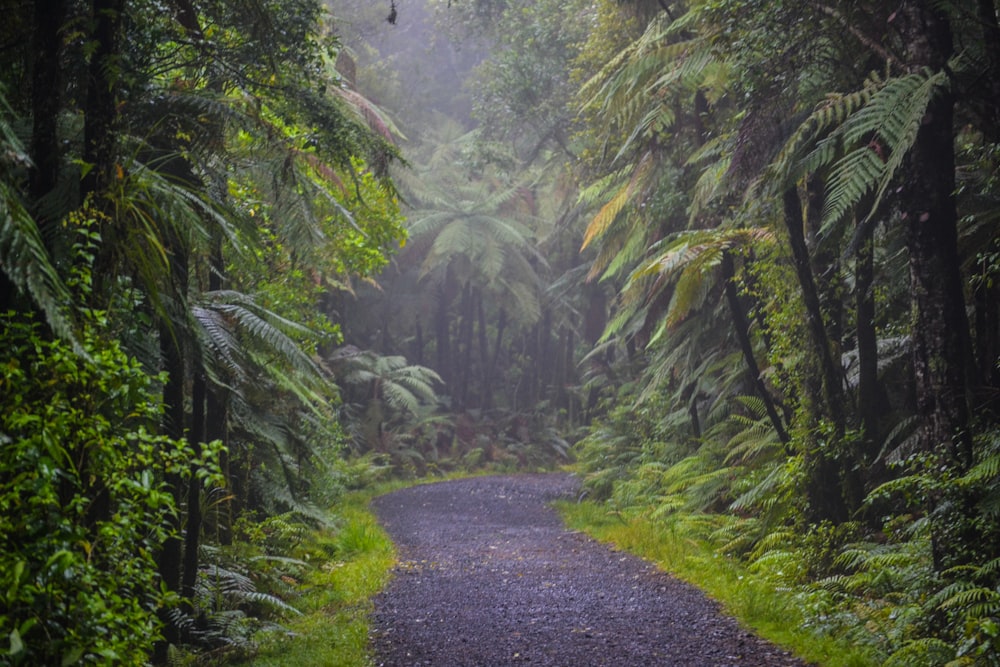 a dirt road surrounded by lush green trees