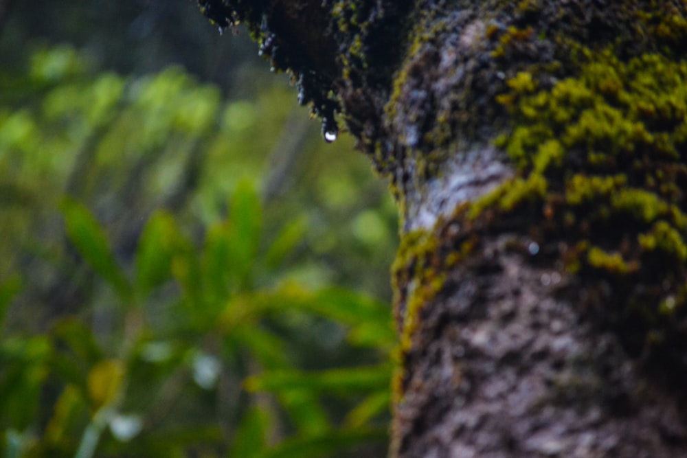 a close up of a tree with moss growing on it