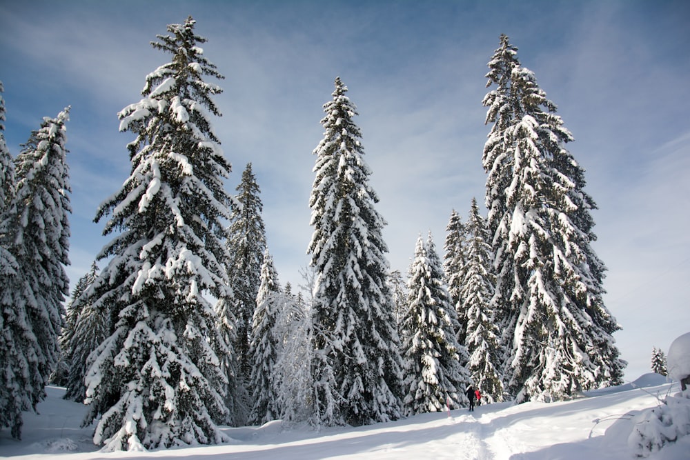 une personne sur une planche à neige dans la neige près de quelques arbres