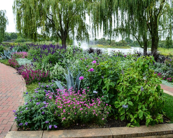 A vibrant garden with a variety of flowering plants in full bloom, showcasing lush greenery and colorful blossoms. Tall willow trees with cascading branches frame the scene on either side, and a tranquil body of water can be seen in the background. A red brick pathway winds through the garden, adding a structured element to the natural beauty.