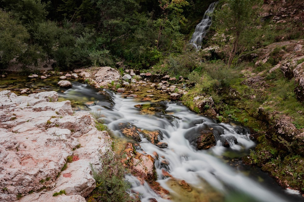 um fluxo de água correndo através de uma floresta verde exuberante