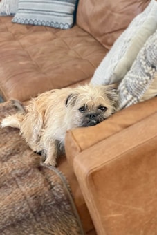 A small, scruffy dog lies comfortably on a brown leather couch, nestled between soft, patterned cushions. The texture of the dog's fur blends with the textures around, adding a cozy atmosphere.