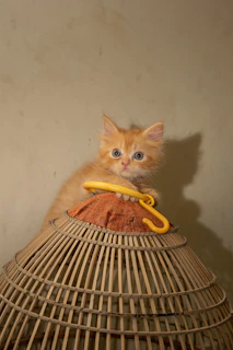 A playful kitten batting at a dangling toy mouse against a bright yellow background.