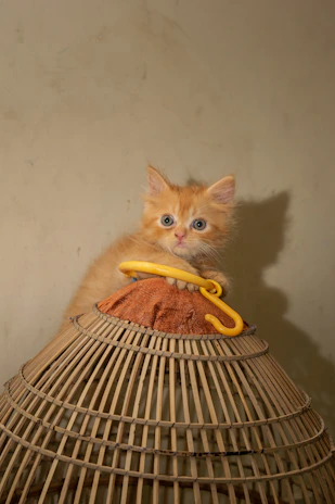 A playful kitten batting at a dangling toy mouse against a bright yellow background.