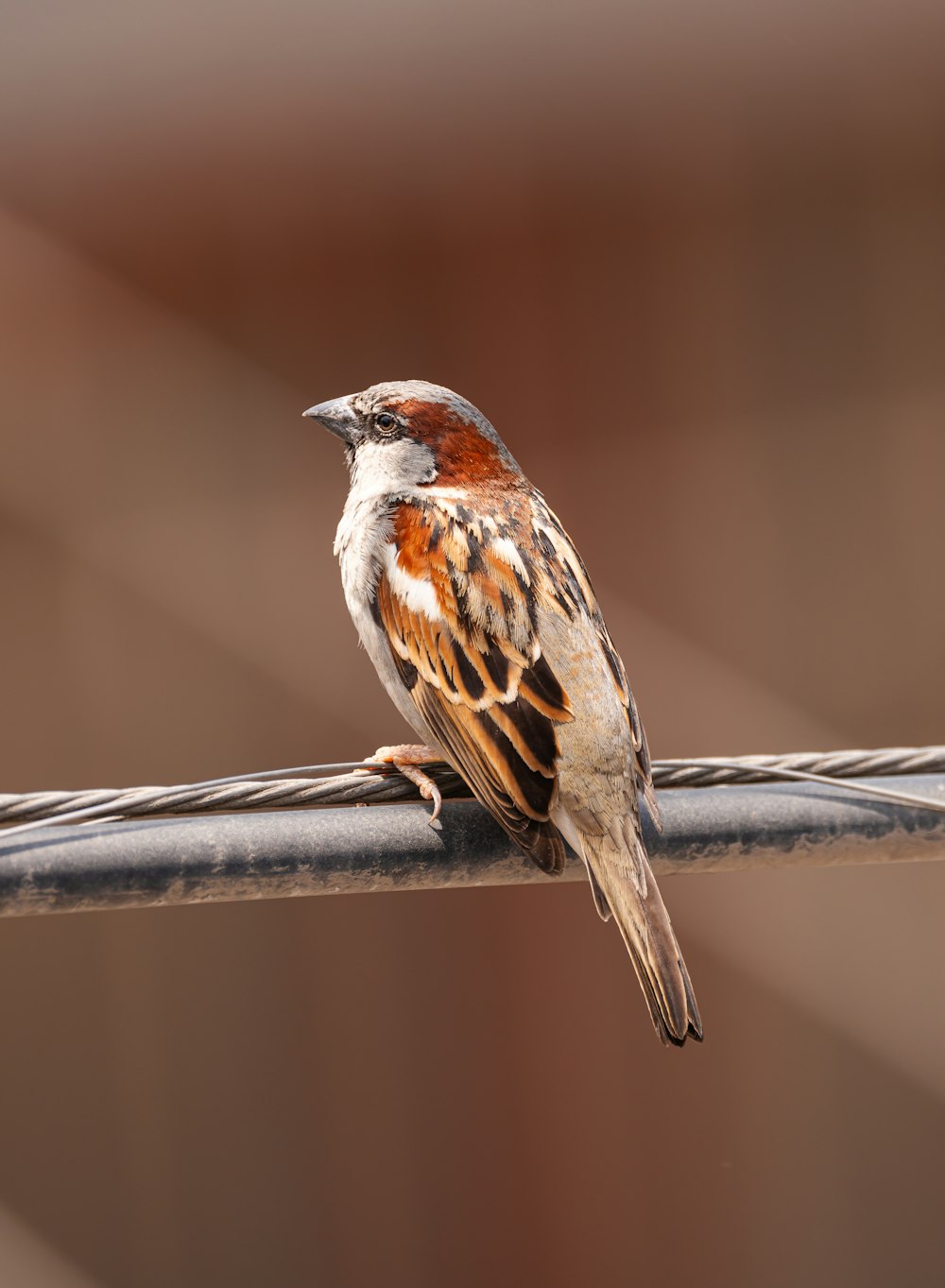 un petit oiseau assis sur une clôture en fil de fer