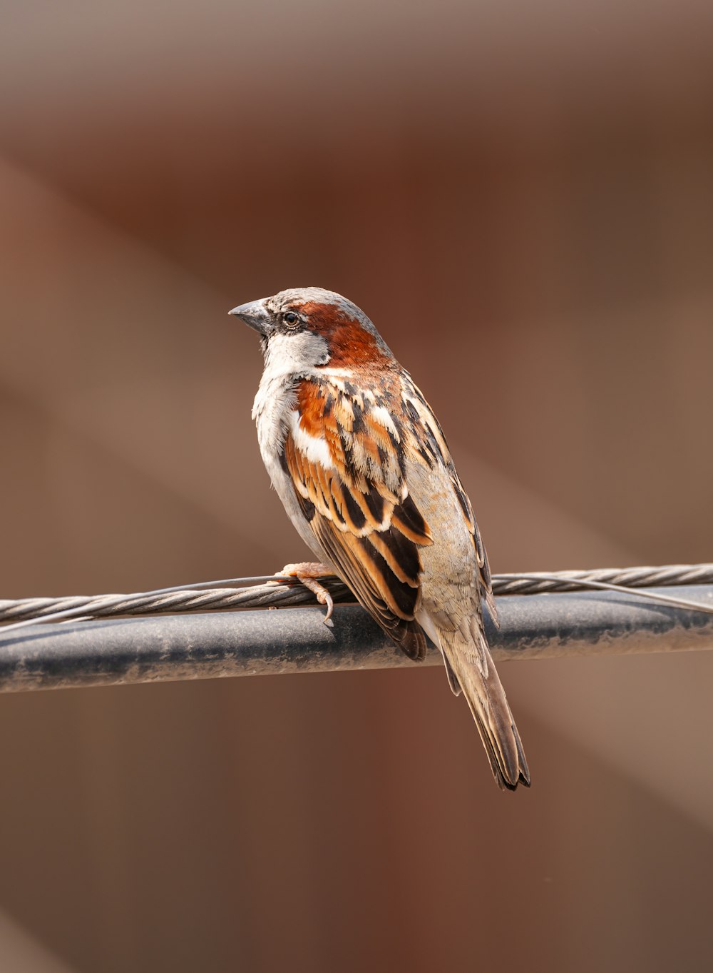 a small bird sitting on a wire fence