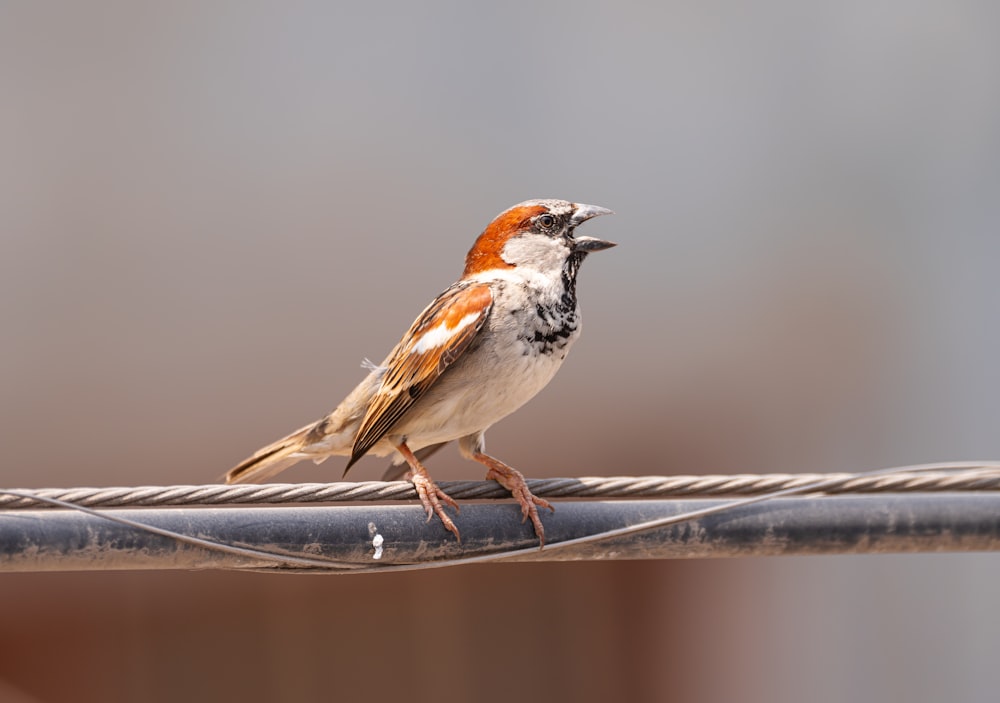 a small bird sitting on top of a wire