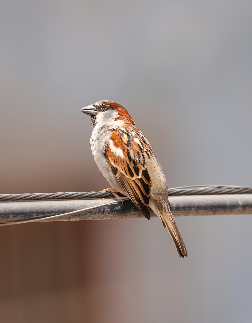 a bird sitting on a wire with a blurry background