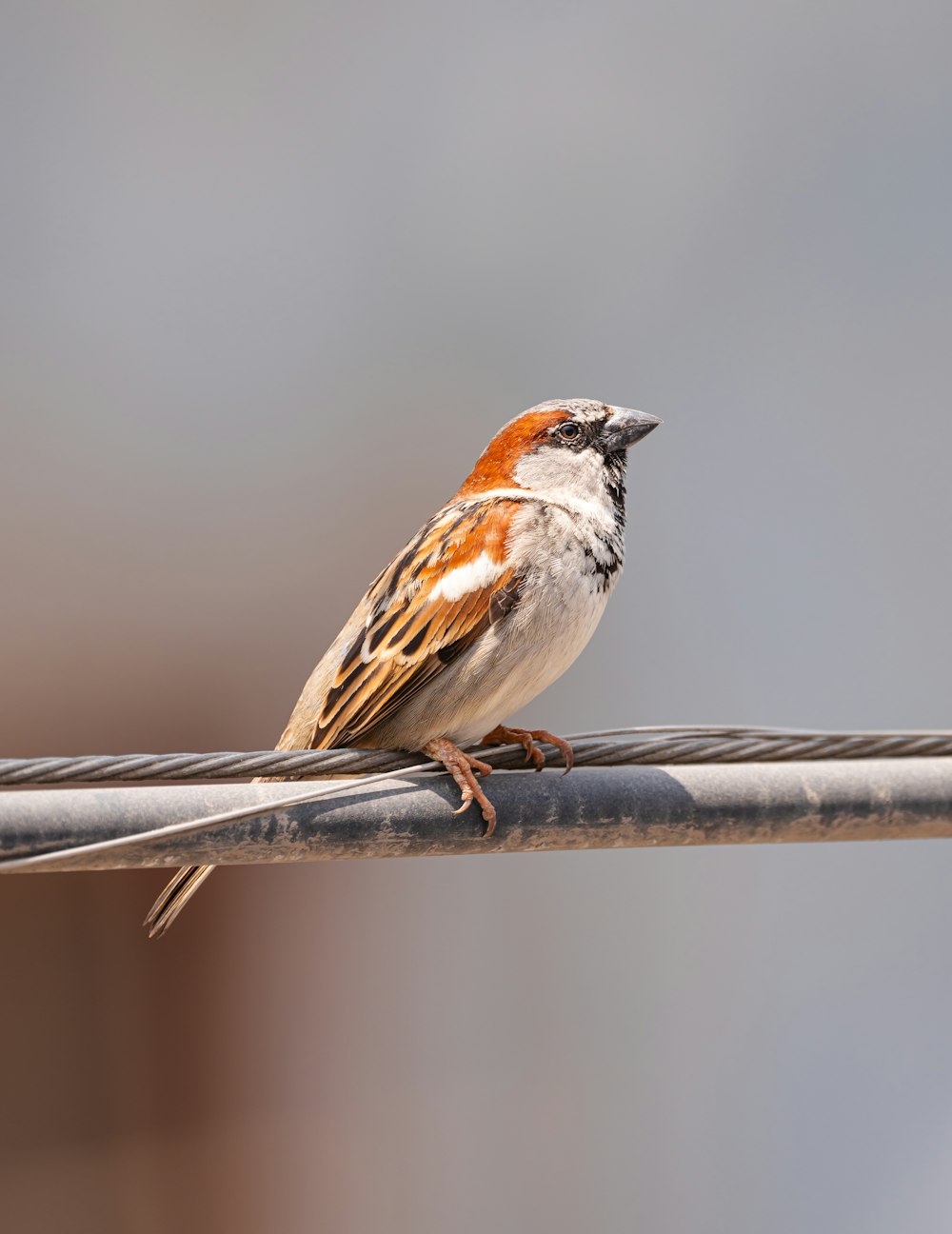 un petit oiseau assis sur un fil de fer