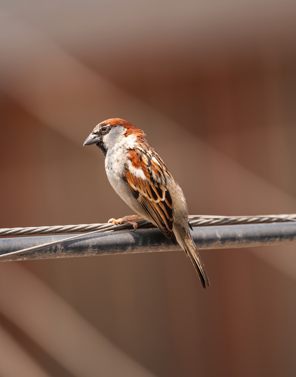 a bird sitting on a wire with a blurry background