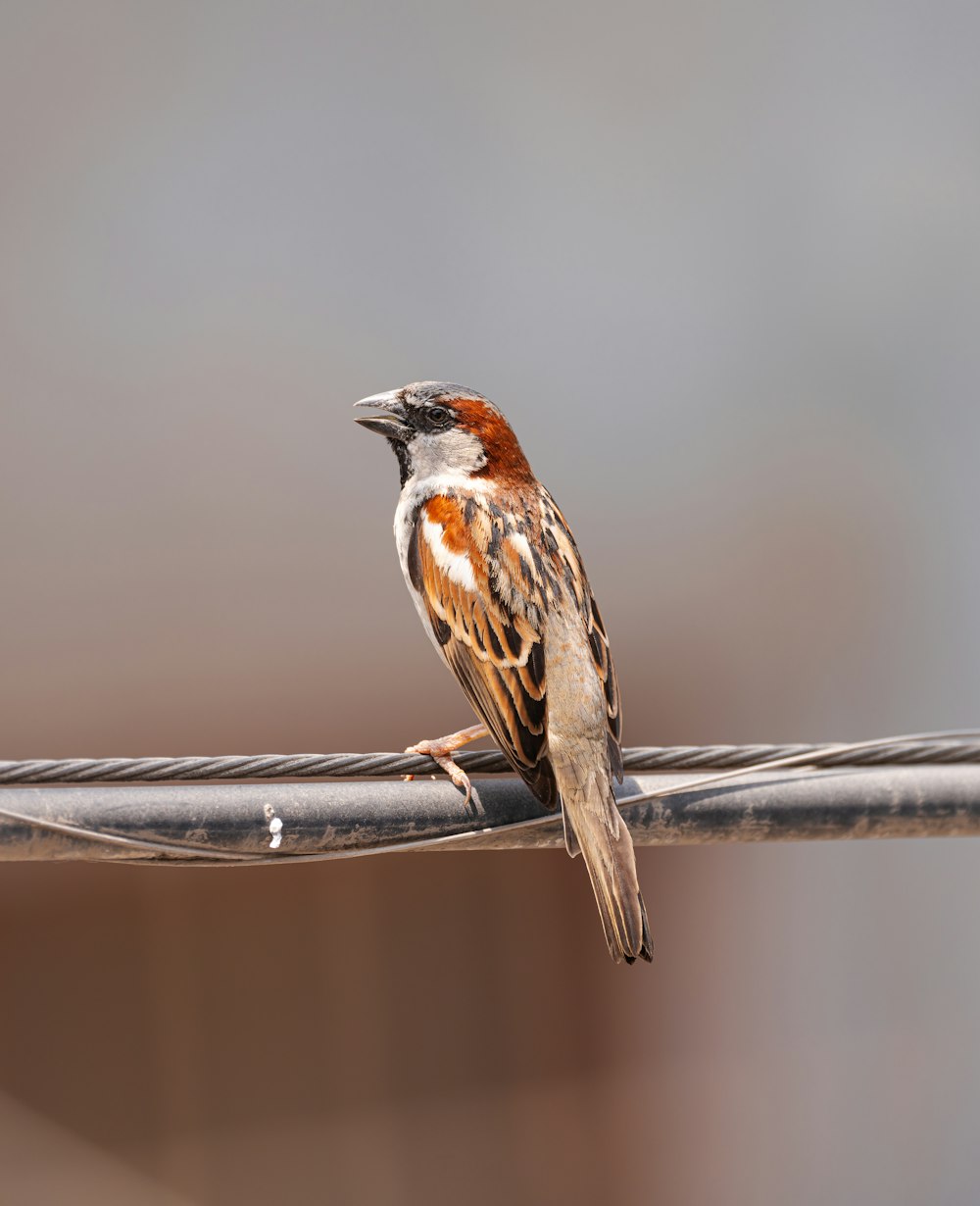 a bird sitting on a wire with a blurry background