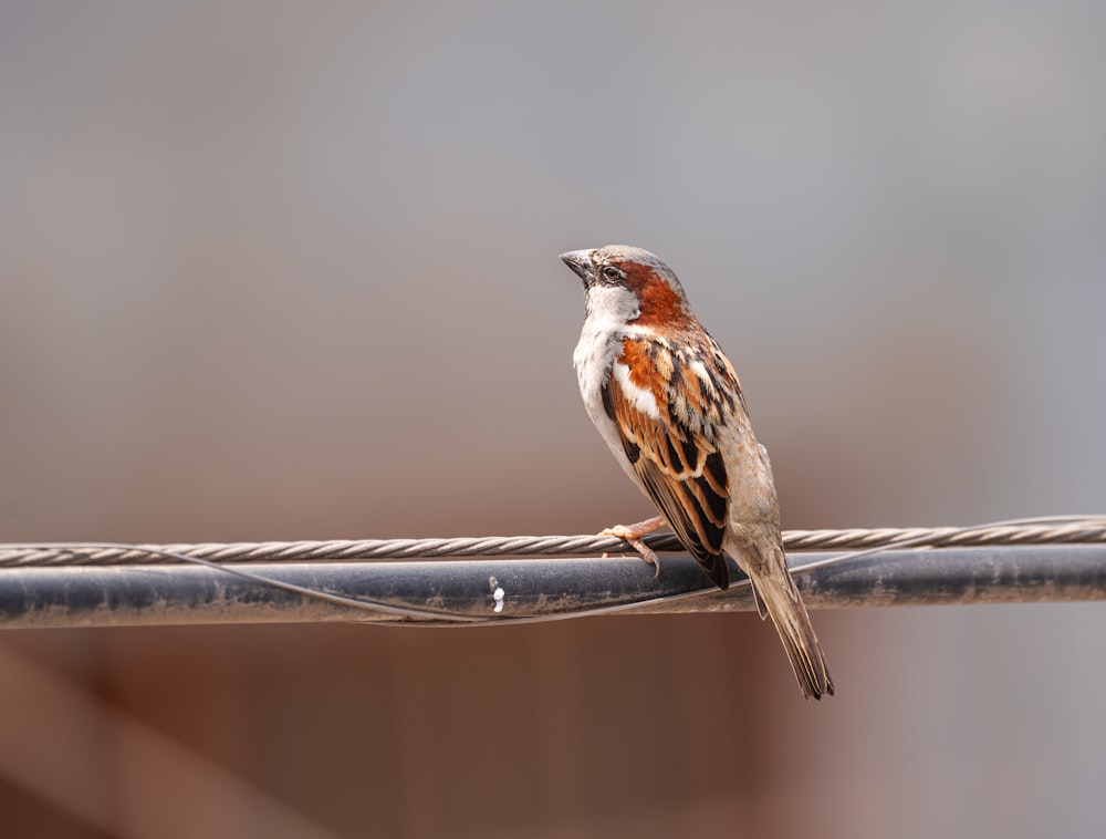 un petit oiseau assis sur un fil à l’extérieur