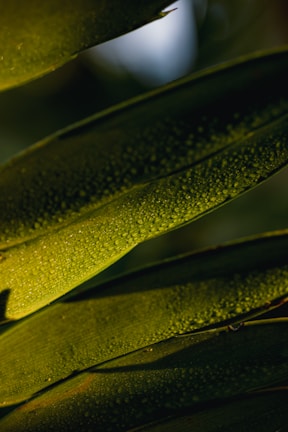 A close-up of fresh green leaves glistening with morning dew in a serene forest.