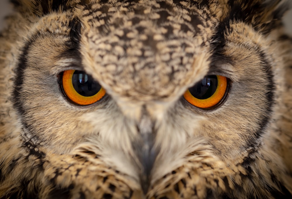 a close up of an owl with orange eyes