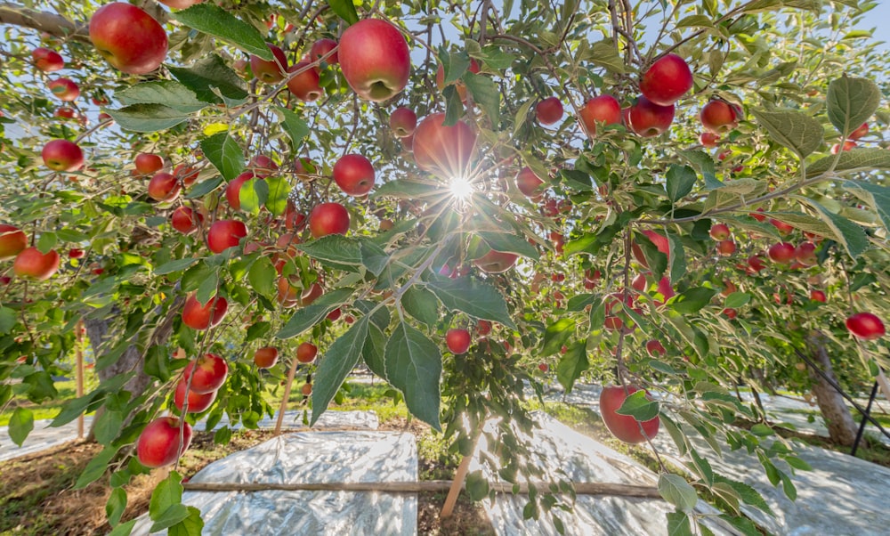 un árbol lleno de muchas manzanas rojas